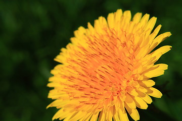 Image showing dandelion