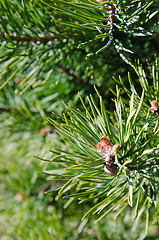 Image showing Pine spring blossoming bud, close-up 