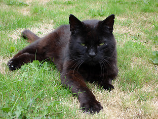 Image showing Black Cat