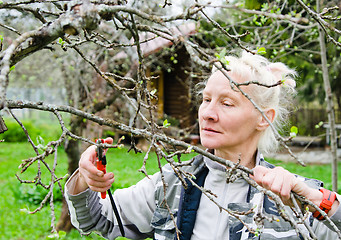 Image showing Woman cuts a branch at an Apple-tree, a spring in the garden 