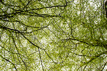 Image showing Beech foliage