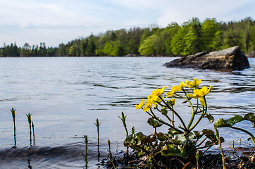 Image showing Marsh marigold at calm lake
