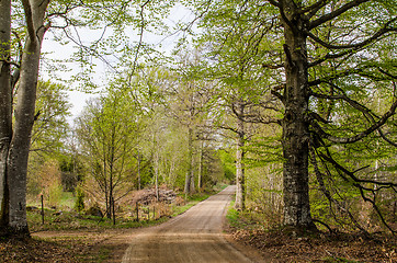 Image showing Beeches by a dirt road