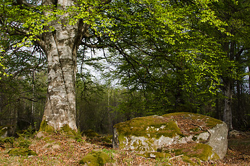 Image showing Old beech trunk