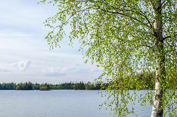 Image showing Birch at calm lake