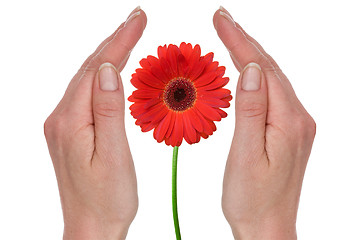 Image showing Female hands covering red gerbera