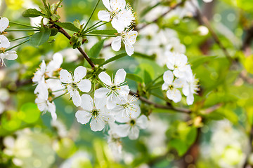 Image showing Flowers of the cherry blossoms