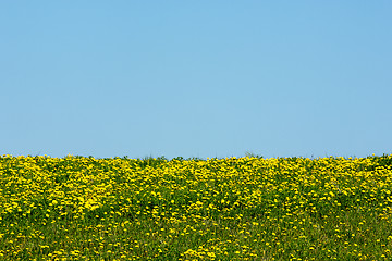 Image showing Meadow with yellow dandelions