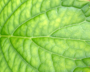 Image showing Green Leaf Background