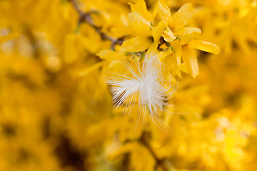 Image showing easter egg and forsythia tree in spring outdoor