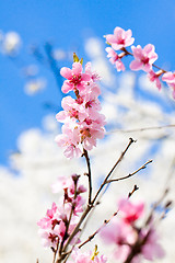 Image showing cherry blossom and blue sky in spring 