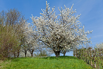 Image showing blooming trees in garden in spring