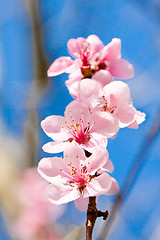 Image showing cherry blossom and blue sky in spring 