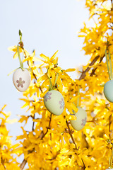 Image showing easter egg and forsythia tree in spring outdoor