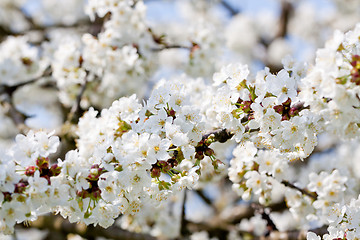 Image showing beautiful white blossom in spring outdoor 