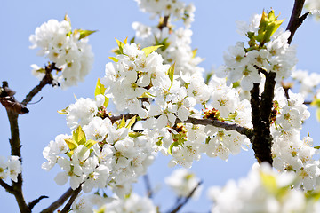 Image showing beautiful white blossom in spring outdoor 