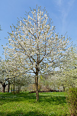 Image showing blooming trees in garden in spring