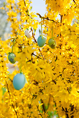 Image showing easte egg and forsythia tree in spring outdoor