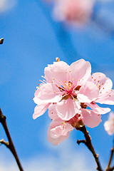 Image showing cherry blossom and blue sky in spring 