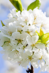 Image showing beautiful white blossom in spring outdoor 