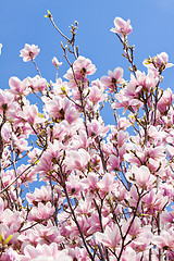 Image showing pink magnolia tree flower outdoor in spring