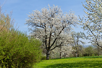 Image showing blooming trees in garden in spring