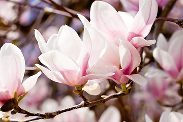 Image showing pink magnolia tree flower outdoor in spring