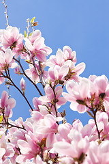 Image showing pink magnolia tree flower outdoor in spring