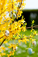 Image showing easte egg and forsythia tree in spring outdoor