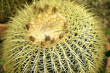 Image showing cactus detail