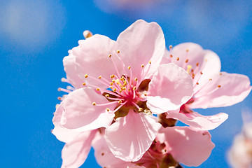 Image showing cherry blossom and blue sky in spring 