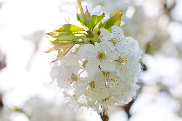 Image showing beautiful white blossom in spring outdoor 