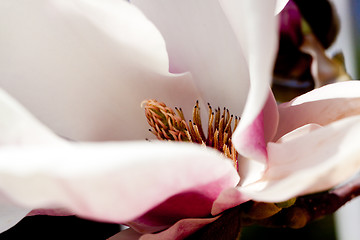 Image showing pink magnolia tree flower outdoor in spring