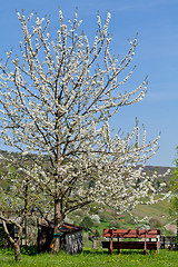 Image showing blooming trees in garden in spring