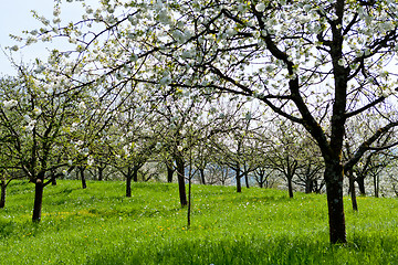 Image showing blooming trees in garden in spring