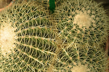 Image showing cactus detail