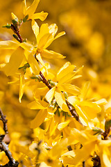 Image showing yellow forsythia blossom in spring outdoor