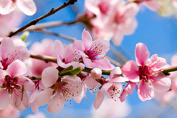 Image showing cherry blossom and blue sky in spring 