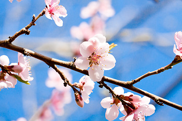 Image showing cherry blossom and blue sky in spring 