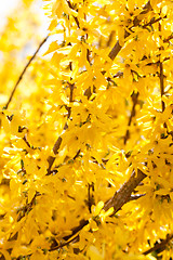 Image showing yellow forsythia blossom in spring outdoor