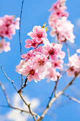 Image showing cherry blossom and blue sky in spring 