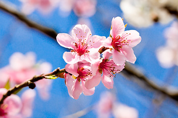 Image showing cherry blossom and blue sky in spring 