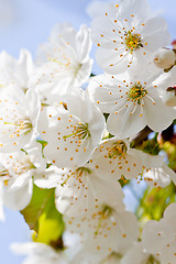 Image showing beautiful white blossom in spring outdoor 