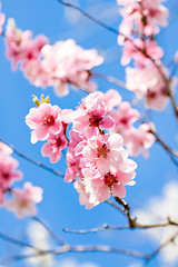 Image showing cherry blossom and blue sky in spring 