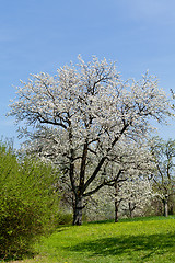 Image showing blooming trees in garden in spring