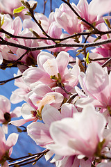 Image showing pink magnolia tree flower outdoor in spring