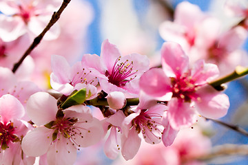Image showing cherry blossom and blue sky in spring 