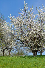 Image showing blooming trees in garden in spring