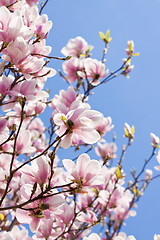 Image showing pink magnolia tree flower outdoor in spring