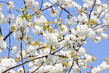 Image showing beautiful white blossom in spring outdoor 